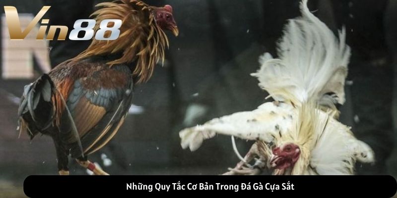 Những Quy Tắc Cơ Bản Trong Đá Gà Cựa Sắt Những Quy Tắc Cơ Bản Trong Đá Gà Cựa Sắt